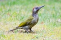 Groene Specht, European Green Woodpecker, Picus viridis Royalty Free Stock Photo