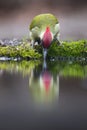 Groene Specht, Green Woodpecker, Picus viridus Royalty Free Stock Photo