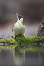 Groene Specht, Green Woodpecker, Picus viridus Royalty Free Stock Photo