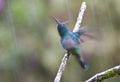 Groene Violetoorkolibrie, Green Violet-ear, Colibri thalassinus Royalty Free Stock Photo