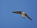 Groene Zwaluw, Violet-green Swallow, Tachycineta thalassina Royalty Free Stock Photo