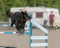 Groenendael dog jumping over hurdles on an agility course Royalty Free Stock Photo