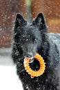 Groenendael in the snow