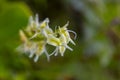 Groenknolorchis, Fen Orchid, Liparis loeselii