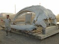 Bowhead whale skeleton