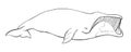 Hand-drawn illustration of a Bowhead Whale Balaena mysticetus Royalty Free Stock Photo