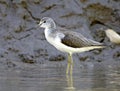 Groenpootruiter, Common Greenshank, Tringa nebularia Royalty Free Stock Photo