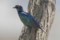 Groenstaart glansspreeuw, Greater Blue-eared Starling, Lamprotornis chalybaeus