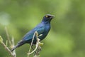 Groenstaart glansspreeuw, Greater Blue-eared Starling, Lamprotornis chalybaeus