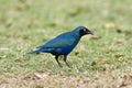 Groenstaart-glansspreeuw, Greater Blue-eared Starling, Lamprotornis chalybaeus