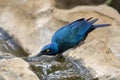 Groenstaart-glansspreeuw, Greater Blue-eared Starling, Lamprotornis chalybaeus