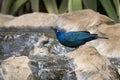 Groenstaart-glansspreeuw, Greater Blue-eared Starling, Lamprotornis chalybaeus