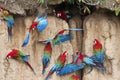 Groenvleugelara, Red-and-green Macaw, Ara chloropterus Royalty Free Stock Photo