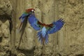 Groenvleugelara, Red-and-green Macaw, Ara chloropterus