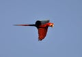 Groenvleugelara, Red and Green macaw, Ara chloropterus