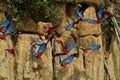 Groenvleugelara, Red-and-green Macaw, Ara chloropterus