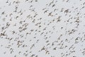 Groep vogels; Bird flock Royalty Free Stock Photo