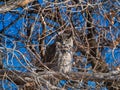 Groggy Owl in Cottonwood Tree