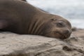 Groggy Sea Lion Opens Eye