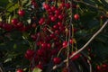 Grones of bright red cherry berries on a tree with thin gray branches and green leaves Royalty Free Stock Photo