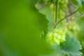 Grones of growing white grapes on a home plantation Royalty Free Stock Photo