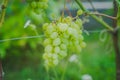Grones of growing white grapes on a home plantation Royalty Free Stock Photo
