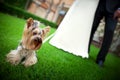 Groom and bride during wedding ceremony, close up on hands. Wedding couple and a dog Royalty Free Stock Photo