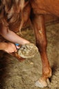 Groom cleaning horse's hoof