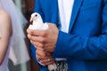 groom holds a white dove Royalty Free Stock Photo