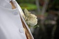 Groom's corsage