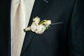 Groom in suit with a white Rose Royalty Free Stock Photo