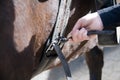 Groom tightens the girth.