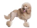 Groomed apricot poodle (2 years old) Royalty Free Stock Photo