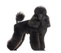 Groomed black poodle, standing, isolated