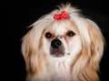 Groomed Chinese Crested Dog Royalty Free Stock Photo