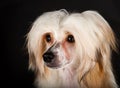 Groomed Chinese Crested Dog Royalty Free Stock Photo