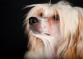 Groomed Chinese Crested Dog Royalty Free Stock Photo