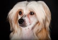 Groomed Chinese Crested Dog Royalty Free Stock Photo