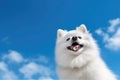 Groomed happy white color spitz dog on blue pastel sky background with fluffy clouds with copy space