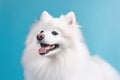 Groomed happy white color spitz dog on blue pastel sky background with fluffy clouds with copy space