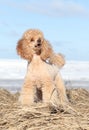 Apricot poodle