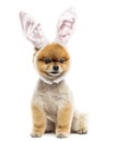 Groomed Pomeranian dog sitting and wearing rabbit ears headband