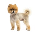 Groomed Pomeranian dog standing and looking away