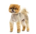 Groomed Pomeranian dog standing and sticking out its tongue