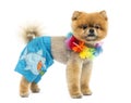 Groomed Pomeranian dog wearing shorts and a Hawaiian lei