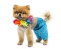 Groomed Pomeranian dog wearing shorts and a Hawaiian lei