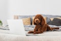 groomed poodle lying near blurred laptop