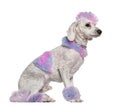 Groomed poodle with pink and purple fur and mohawk