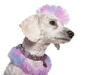 Groomed poodle with pink and purple fur and mohawk Royalty Free Stock Photo