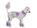 Groomed poodle with pink and purple fur and mohawk Royalty Free Stock Photo